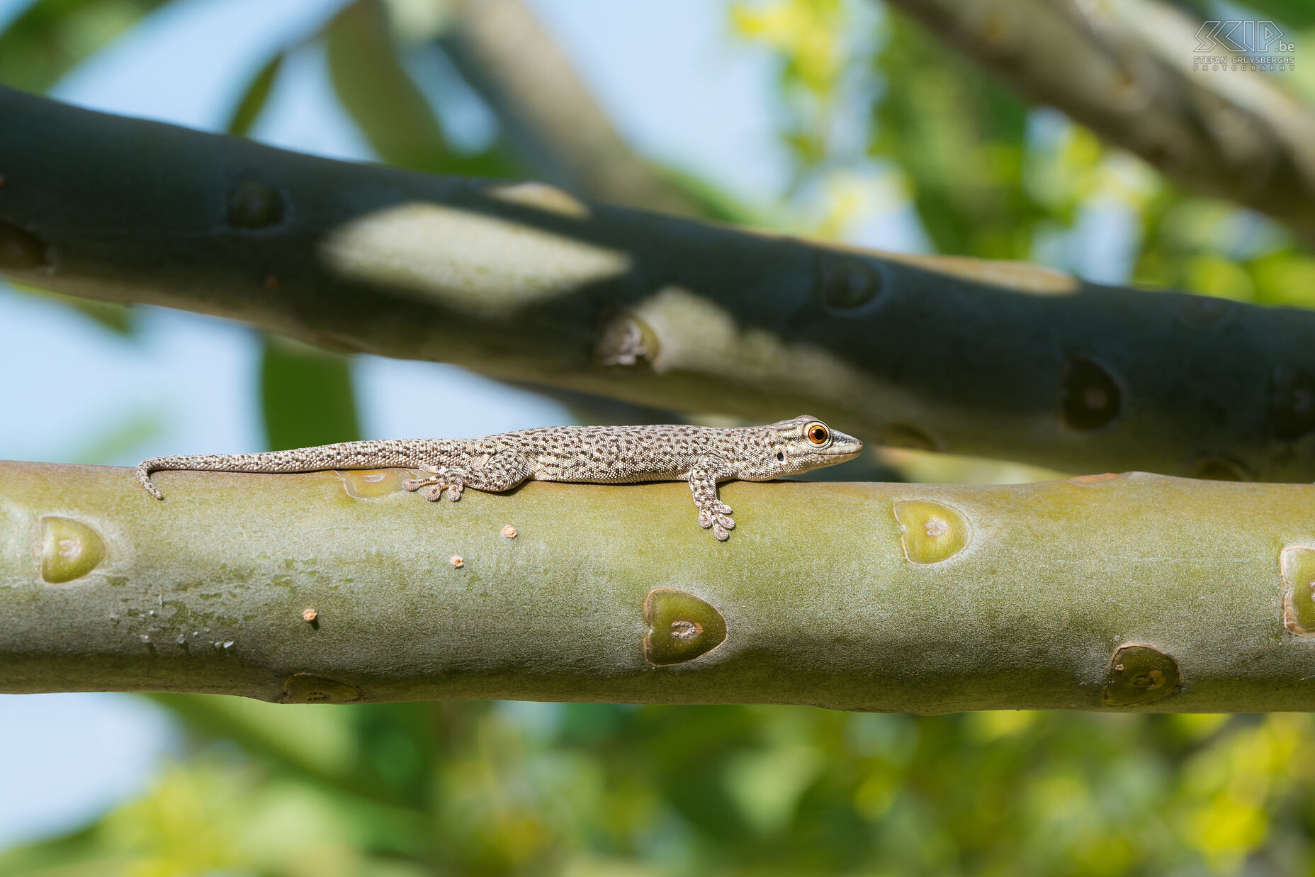 Miandrivazo - Phelsuma day gecko Unlike most geckos which are nocturnal, the Phelsuma day geckos (Phelsuma mutabilis) are diurnal lizards. We spotted several ones near our lodge in Miandrivazo. Stefan Cruysberghs